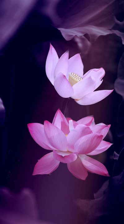 飘花影院 App 首页推荐界面的手机截图，珊瑚粉主色卡片纵向排列，展示今日更新的内容封面